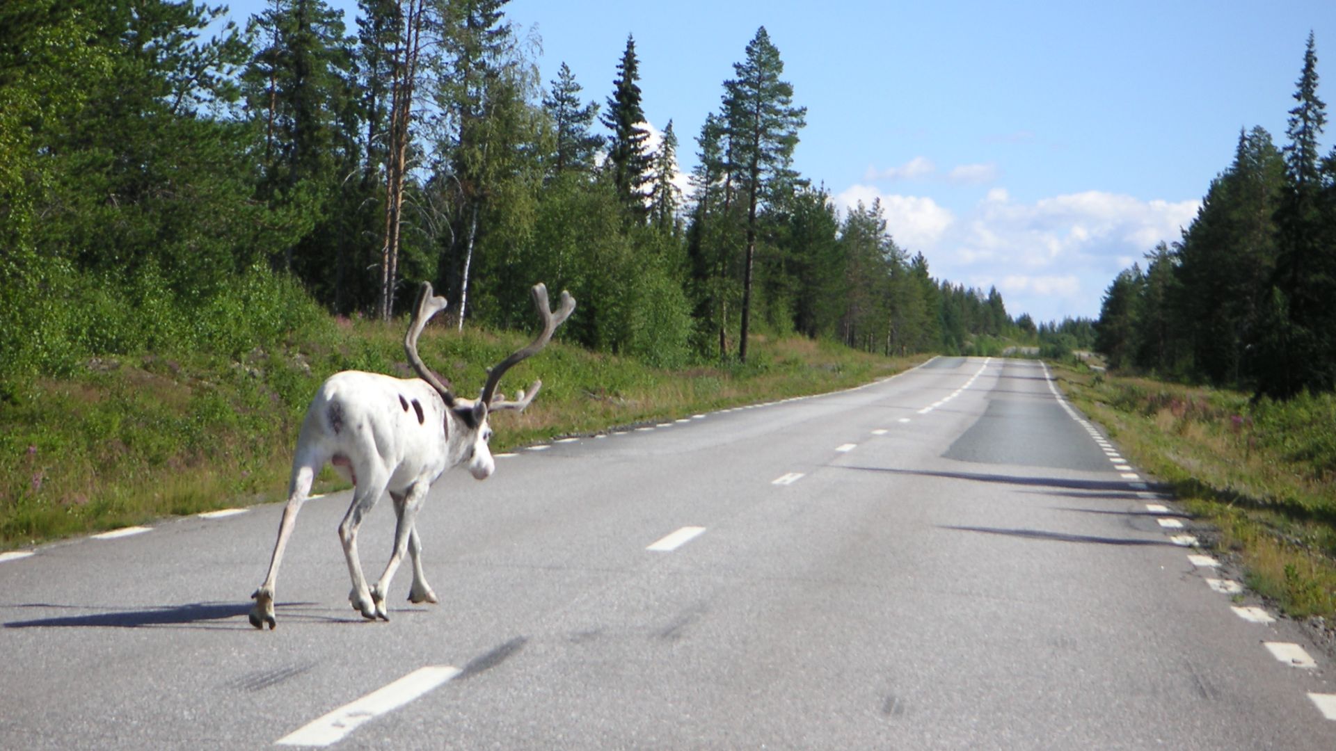 File:Road E45 between Sorsele and Slagnäs.jpg