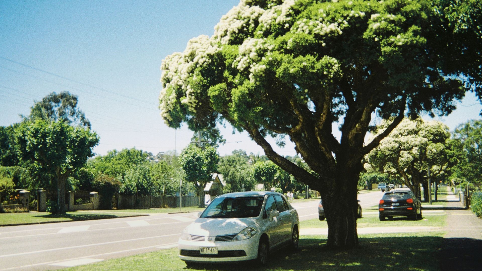 a car parked next to a tree on the side of a road