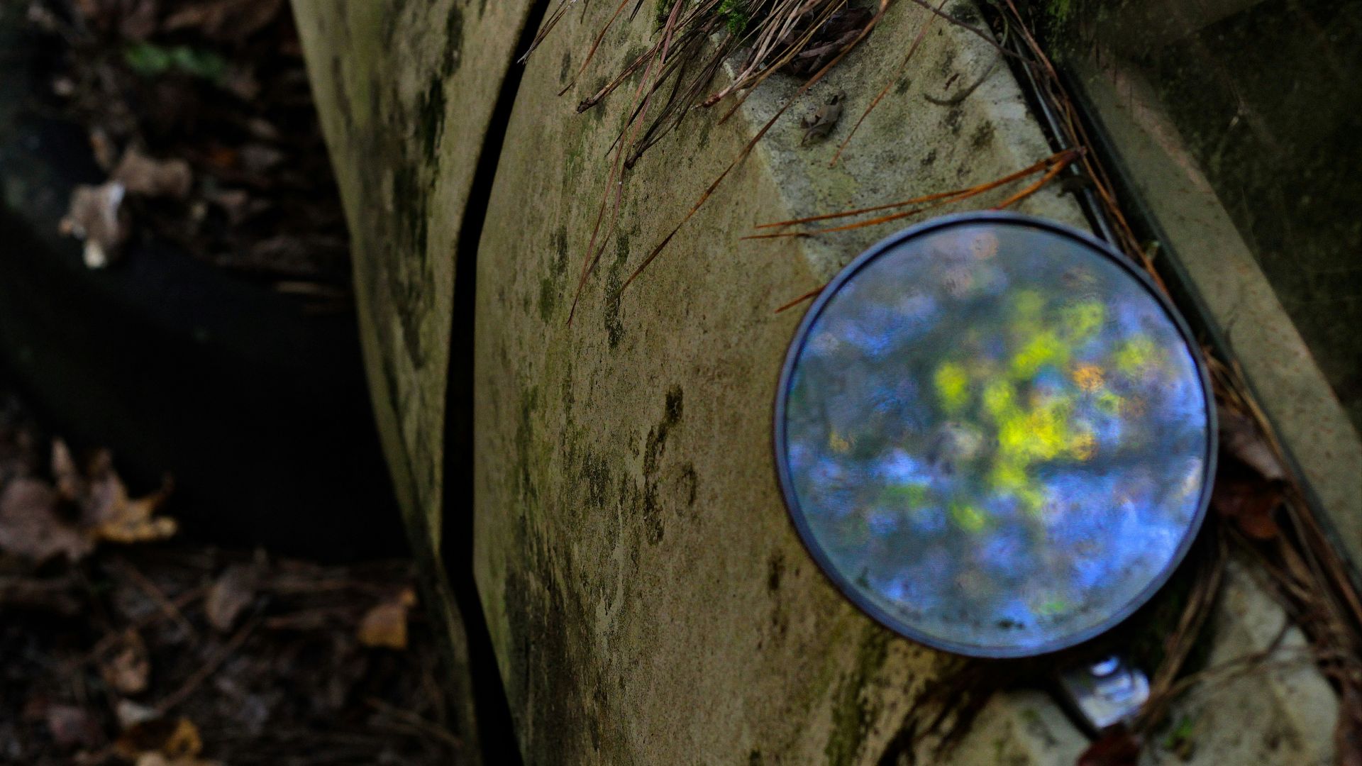 a round blue object on a tree