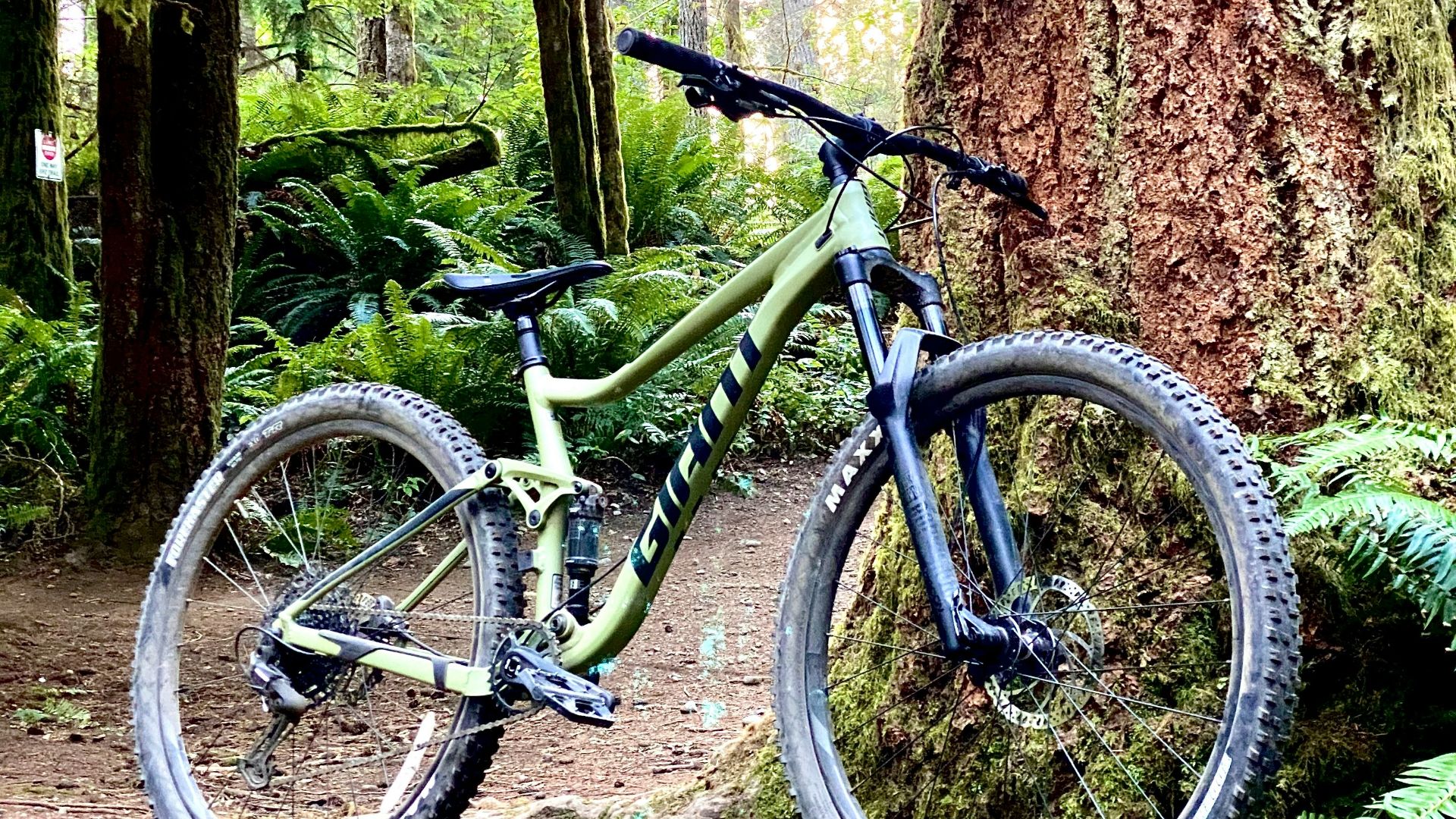 green and black mountain bike parked beside brown tree