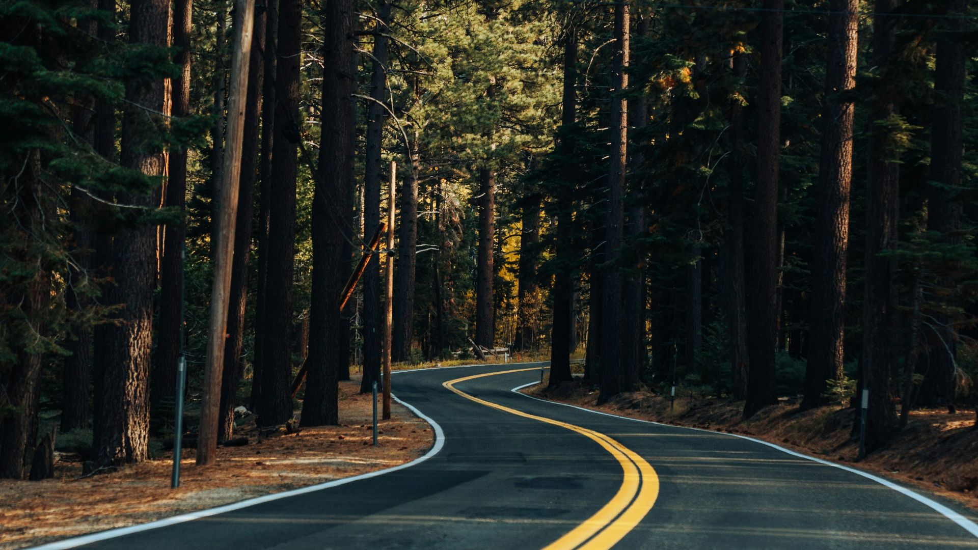 brown road between trees during daytime