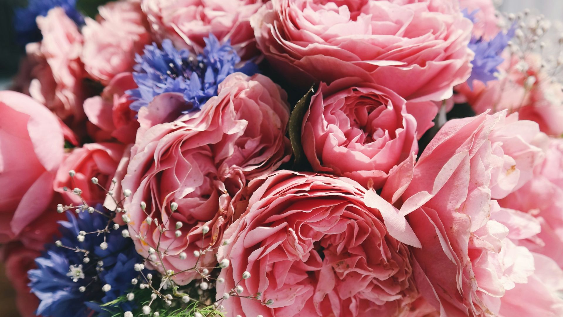 bouquet of pink carnation in glass vase