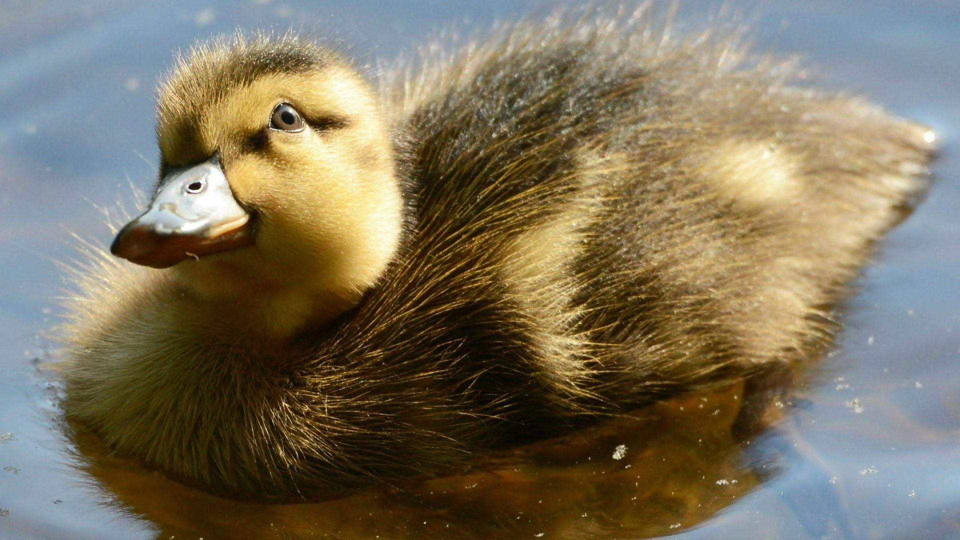 yellow and gray duckling on body of water
