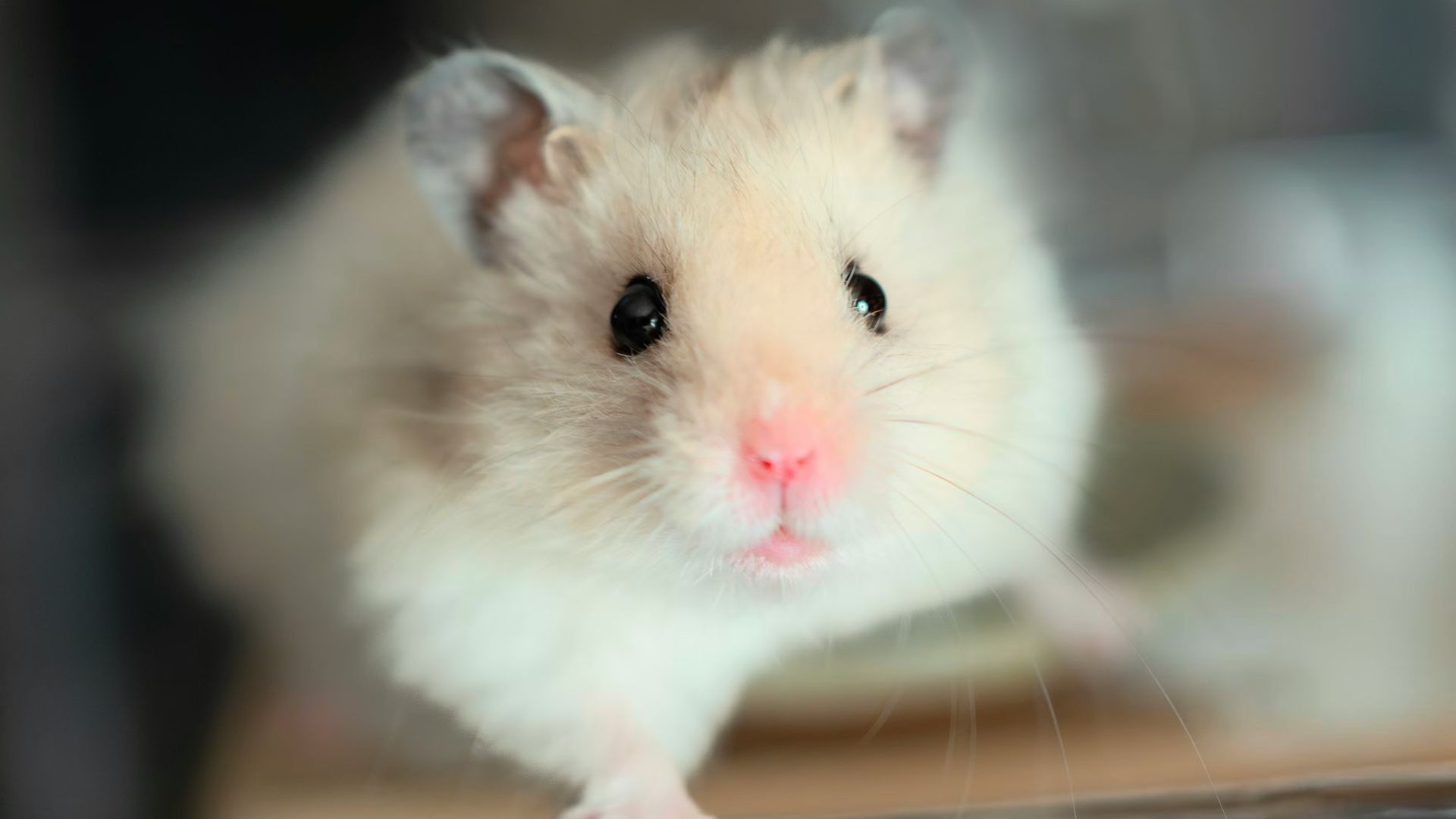 A small hamster sitting on top of a table