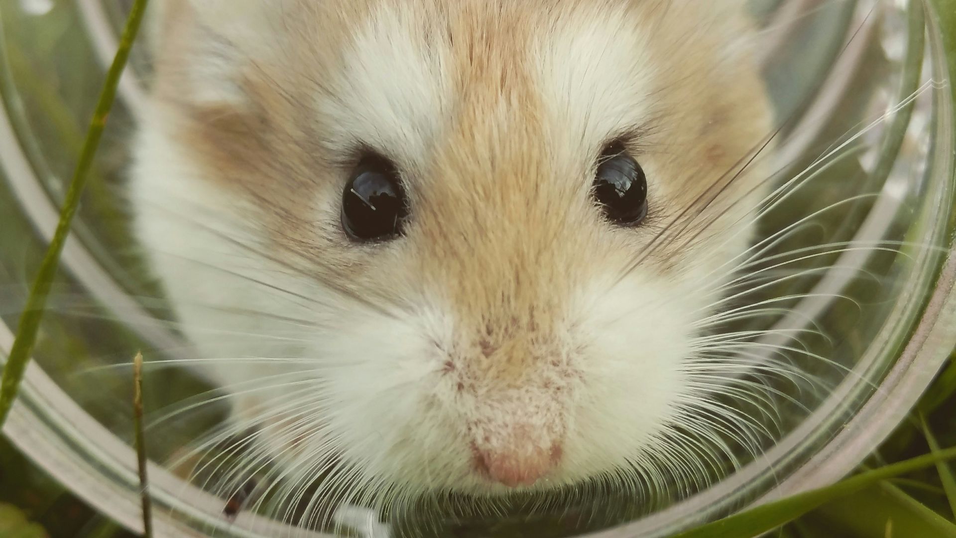 closeup photo of brown hamster in glass cup