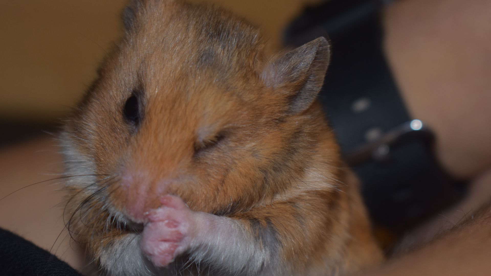 File:Syrian Hamster Winking.jpg