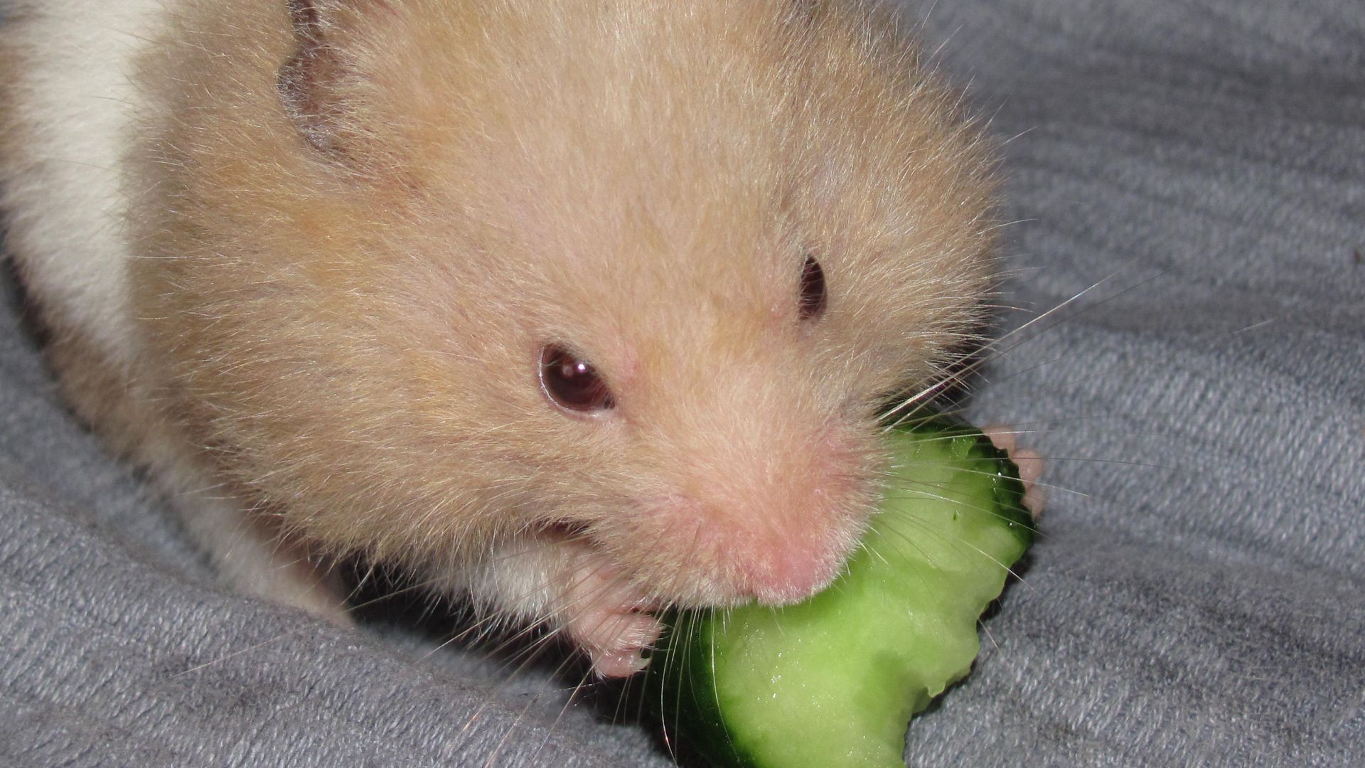 File:Pet Hamster eating cucumber.JPG