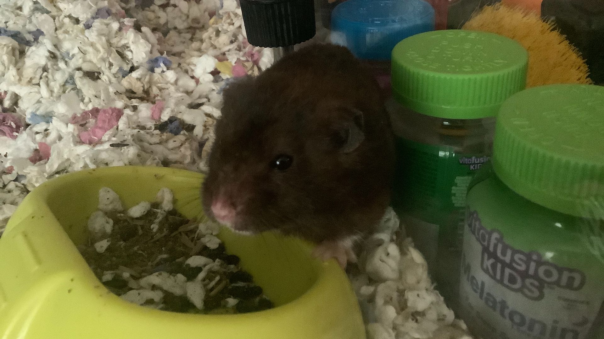 File:Brown Syrian hamster (male).jpg