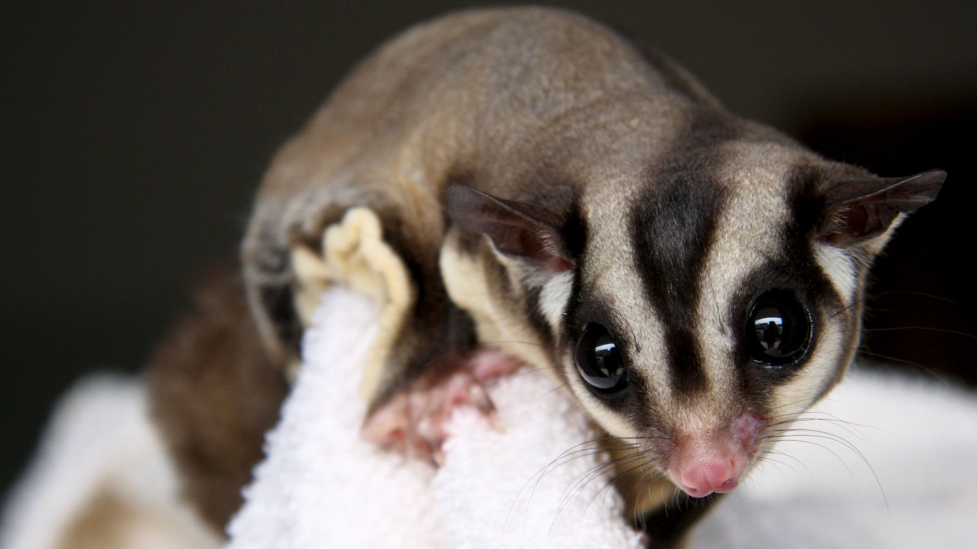 File:Petaurus breviceps Petauro dello zucchero.jpg