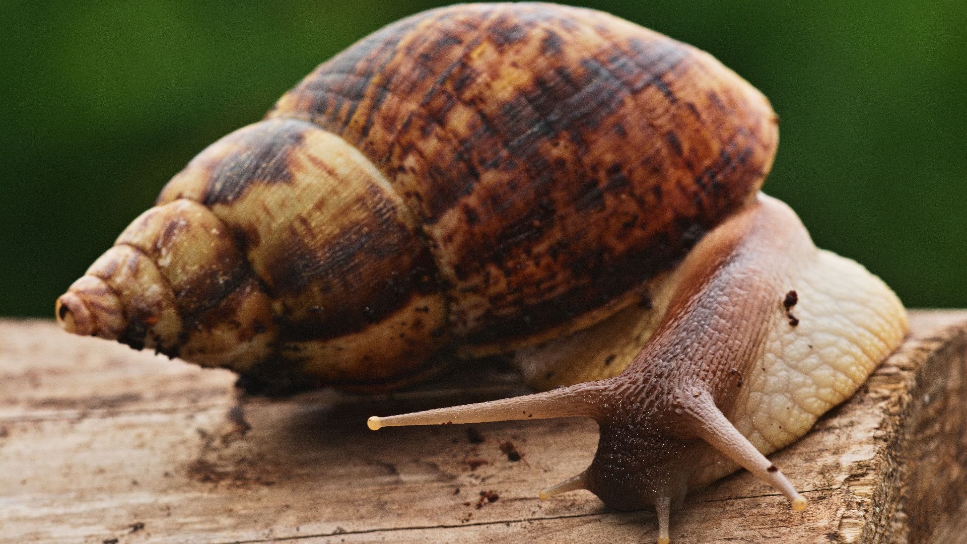 File:Oblovka žravá (Achatina fulica).jpg