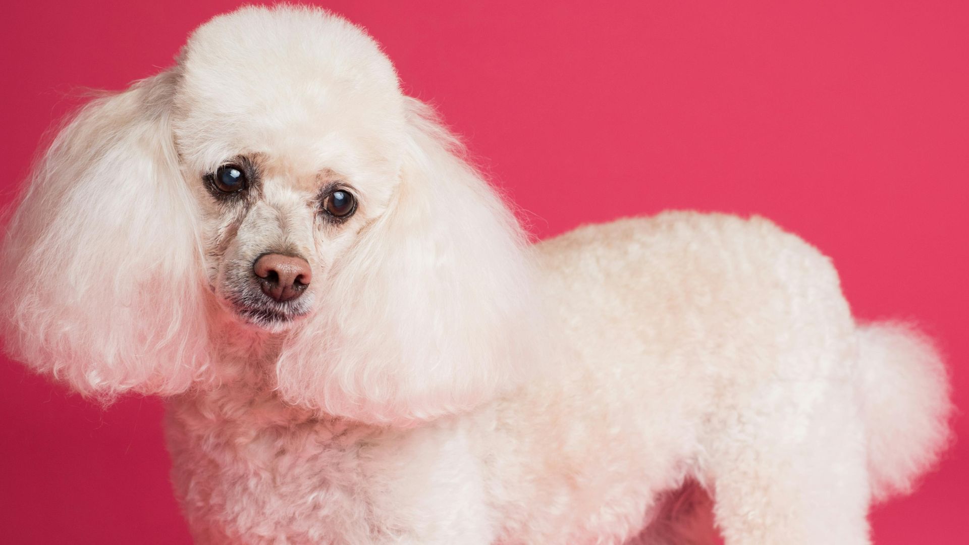 Goochie Poochie Grooming