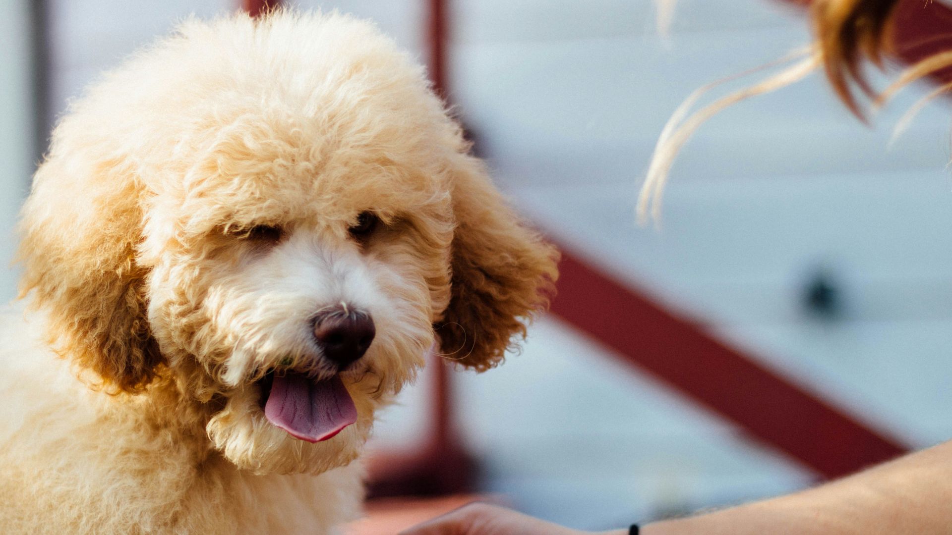 shallow focus photography of brown dog