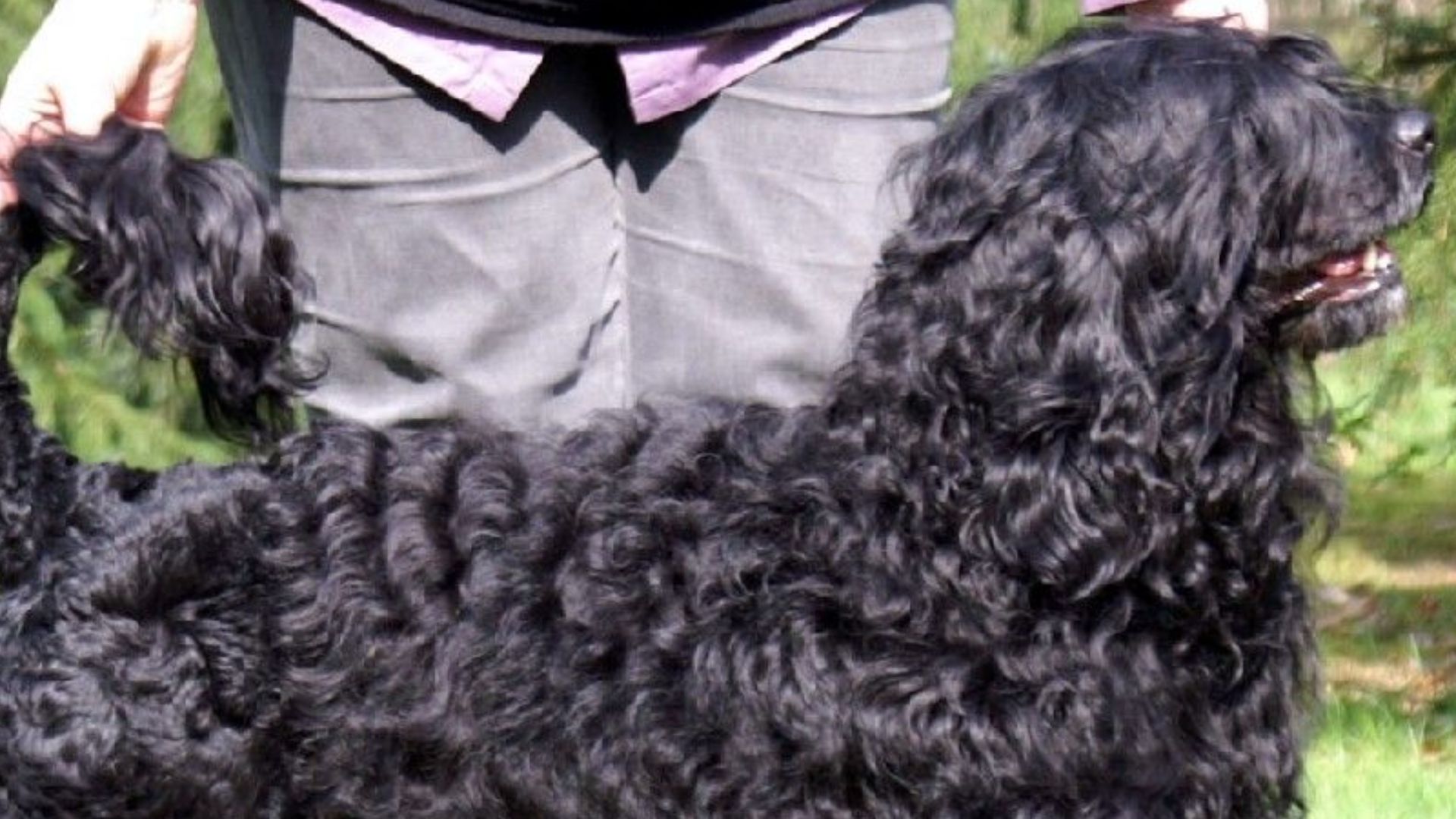 File:Cão de agua Português 2.jpg