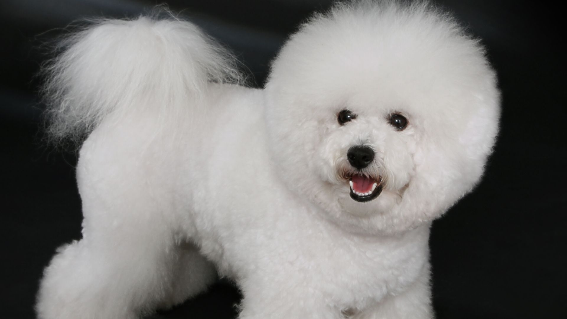 File:Bichon Frisé - studdogbichon.jpg