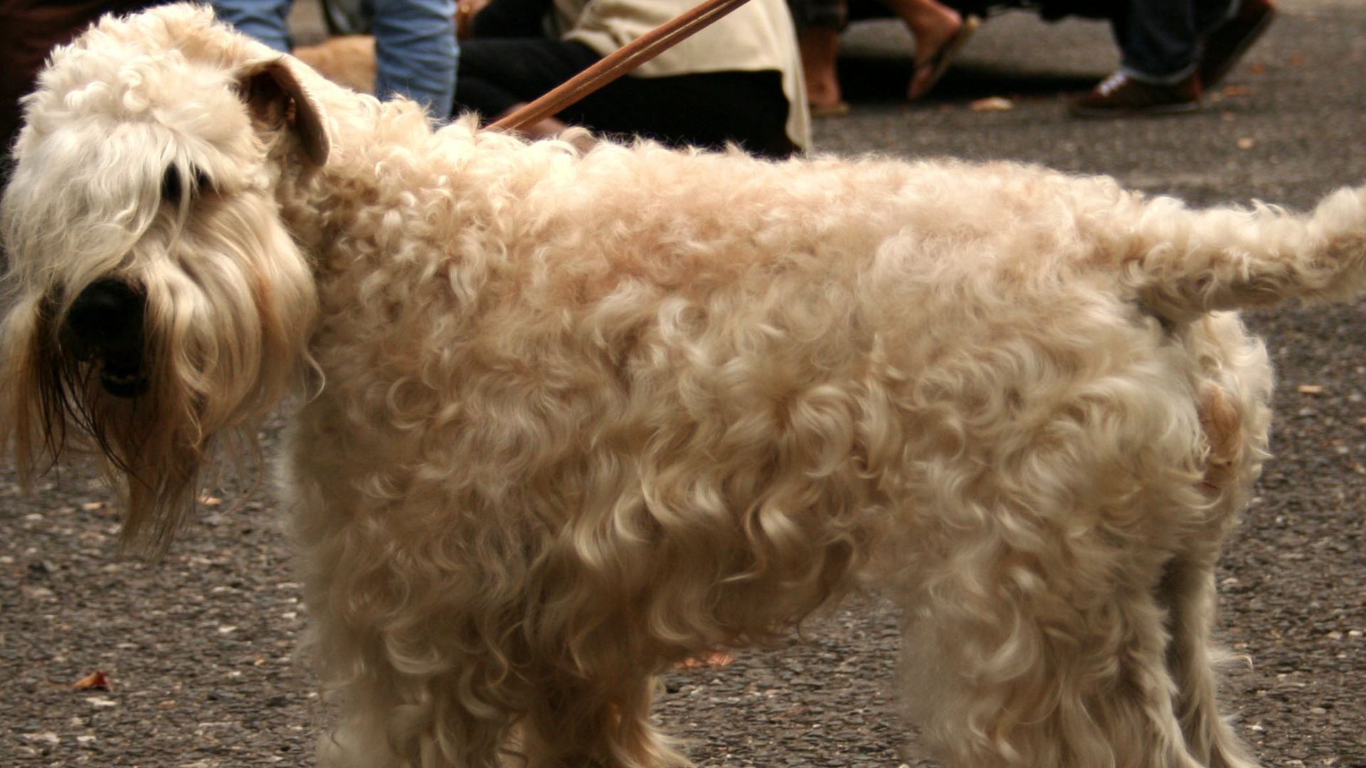 File:Soft-coated wheaten terrier.jpg