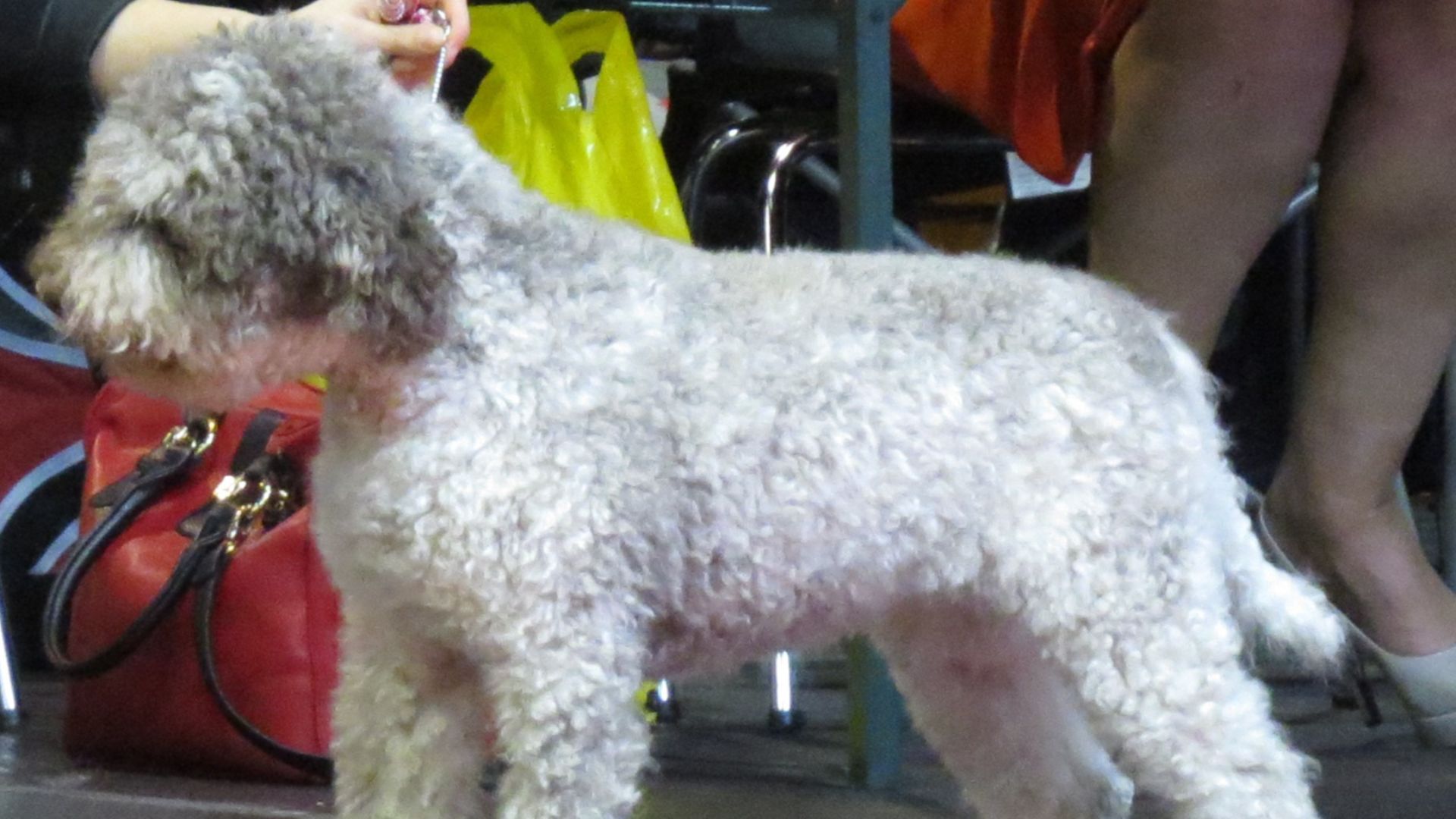 File:Lagotto Romagnolo in Riga 3.JPG