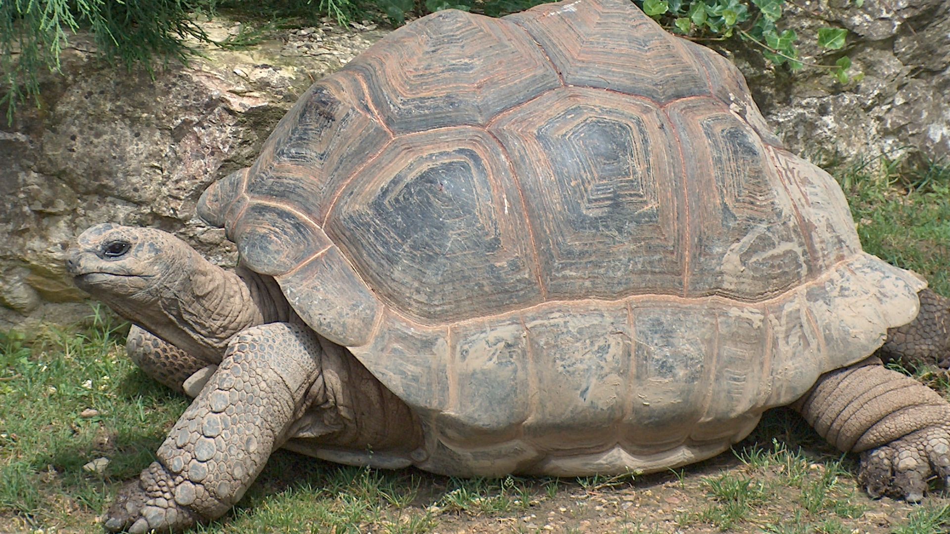 File:Giant Tortoise.JPG