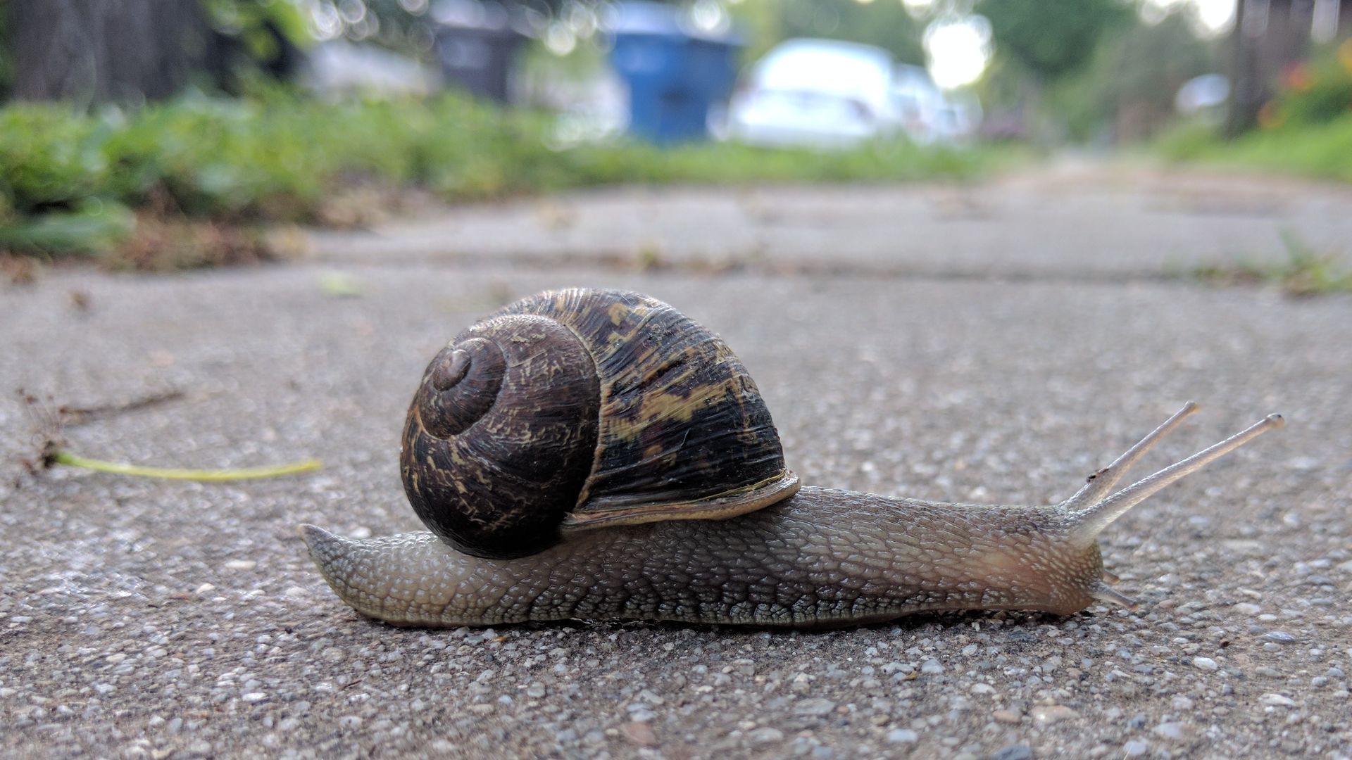 File:Garden snail crossing the sidewalk.jpg