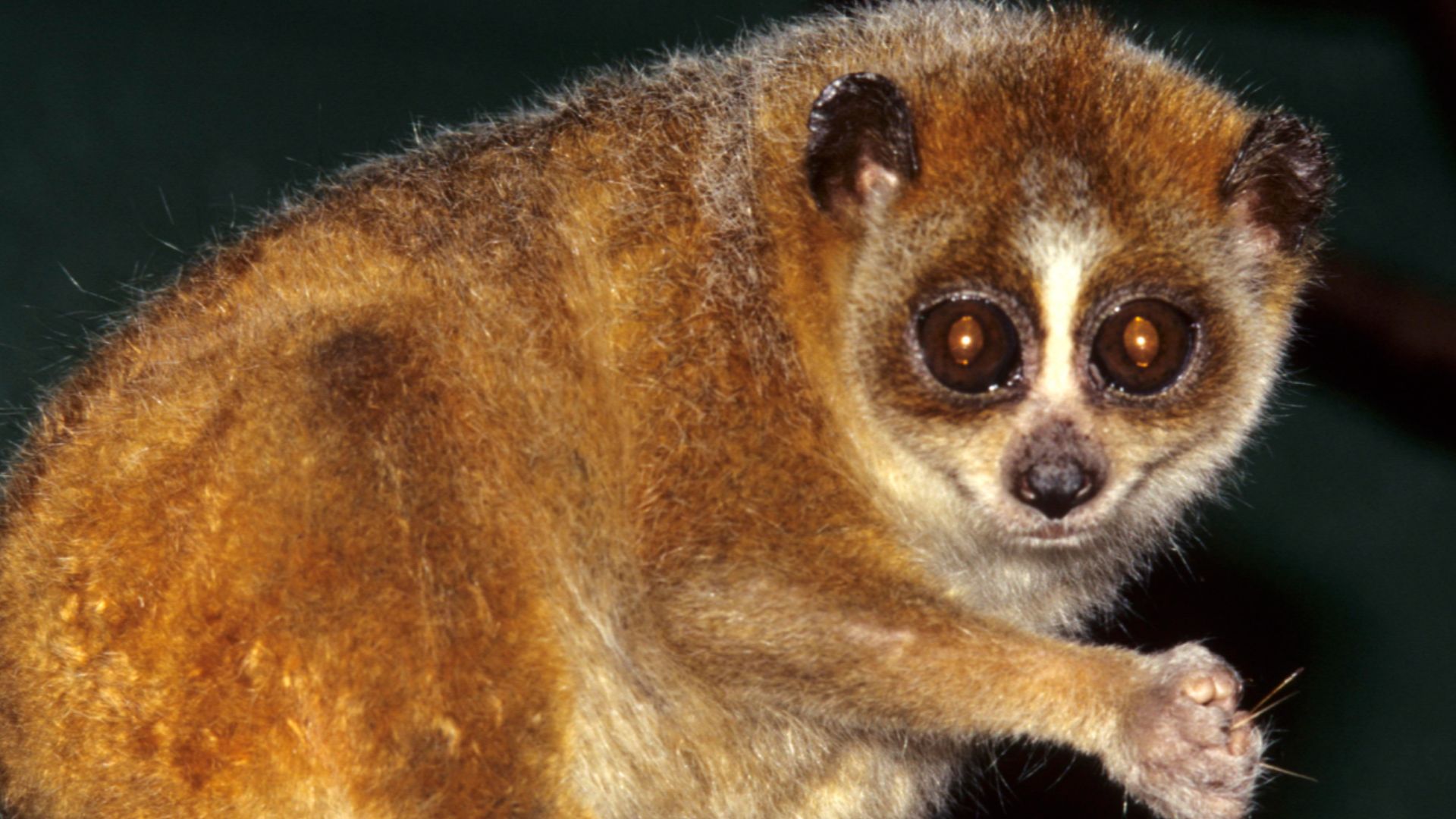 File:Nycticebus pygmaeus 004.jpg