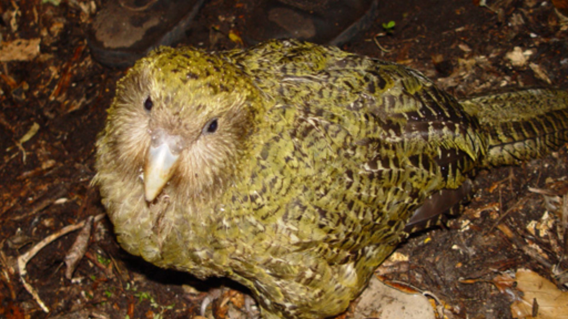 File:Strigops habroptilus 1.jpg