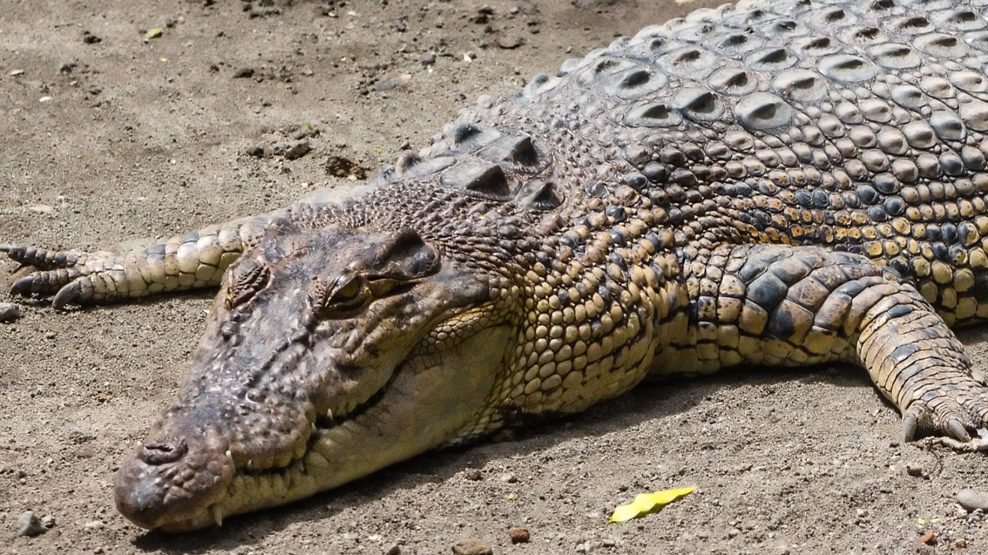 File:Saltwater crocodile (Crocodylus porosus), Gembira Loka Zoo, 2015-03-15 01.jpg