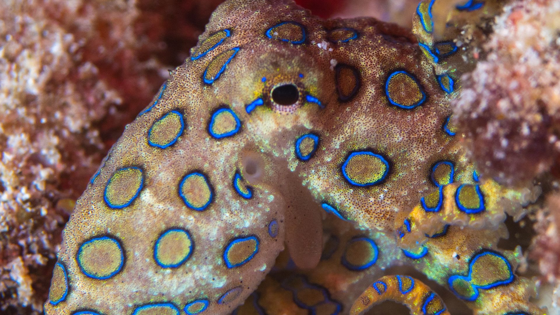 File:Greater blue-ringed octopus (Hapalochlaena lunulata) (48272090161).jpg