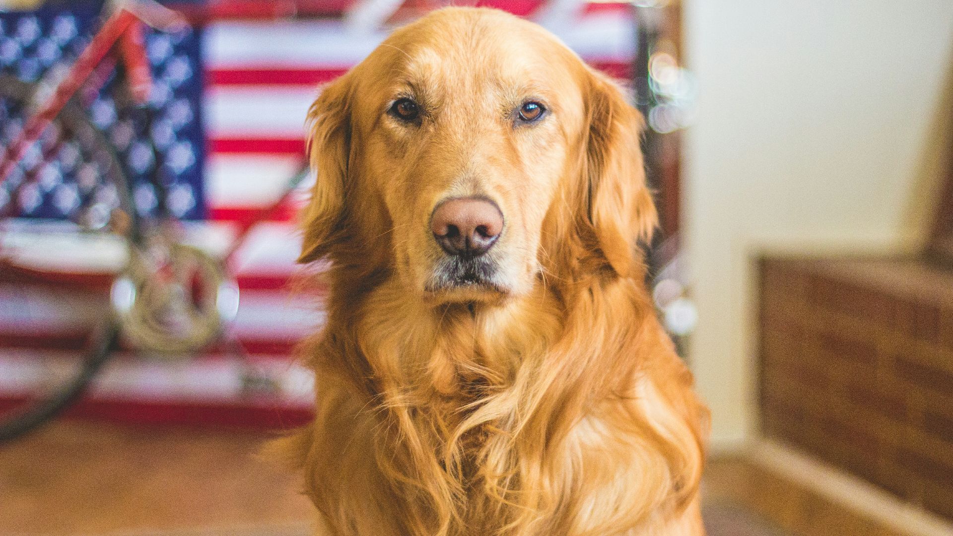 selective focus photography of golden Labrador retriever
