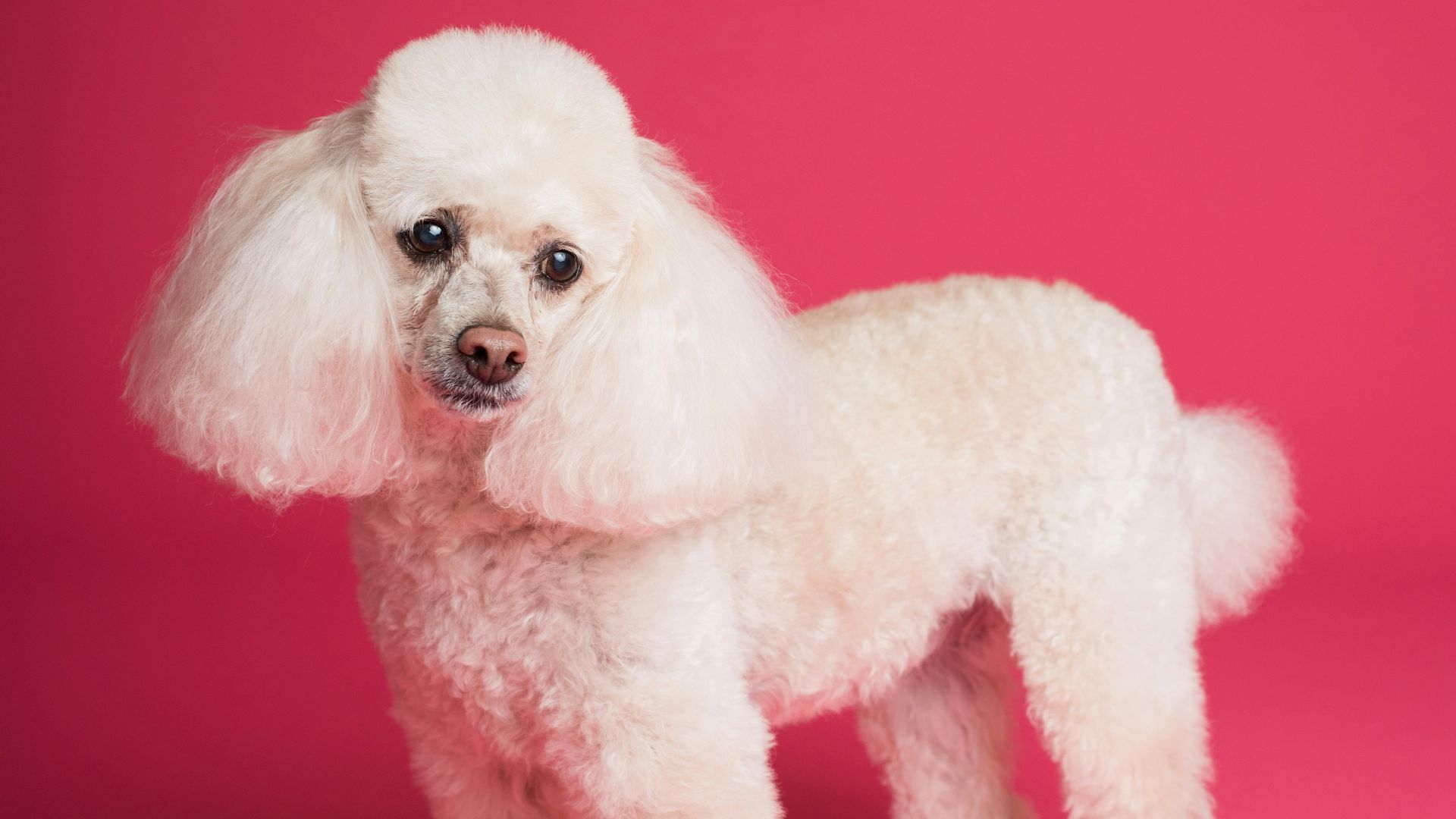 Goochie Poochie Grooming