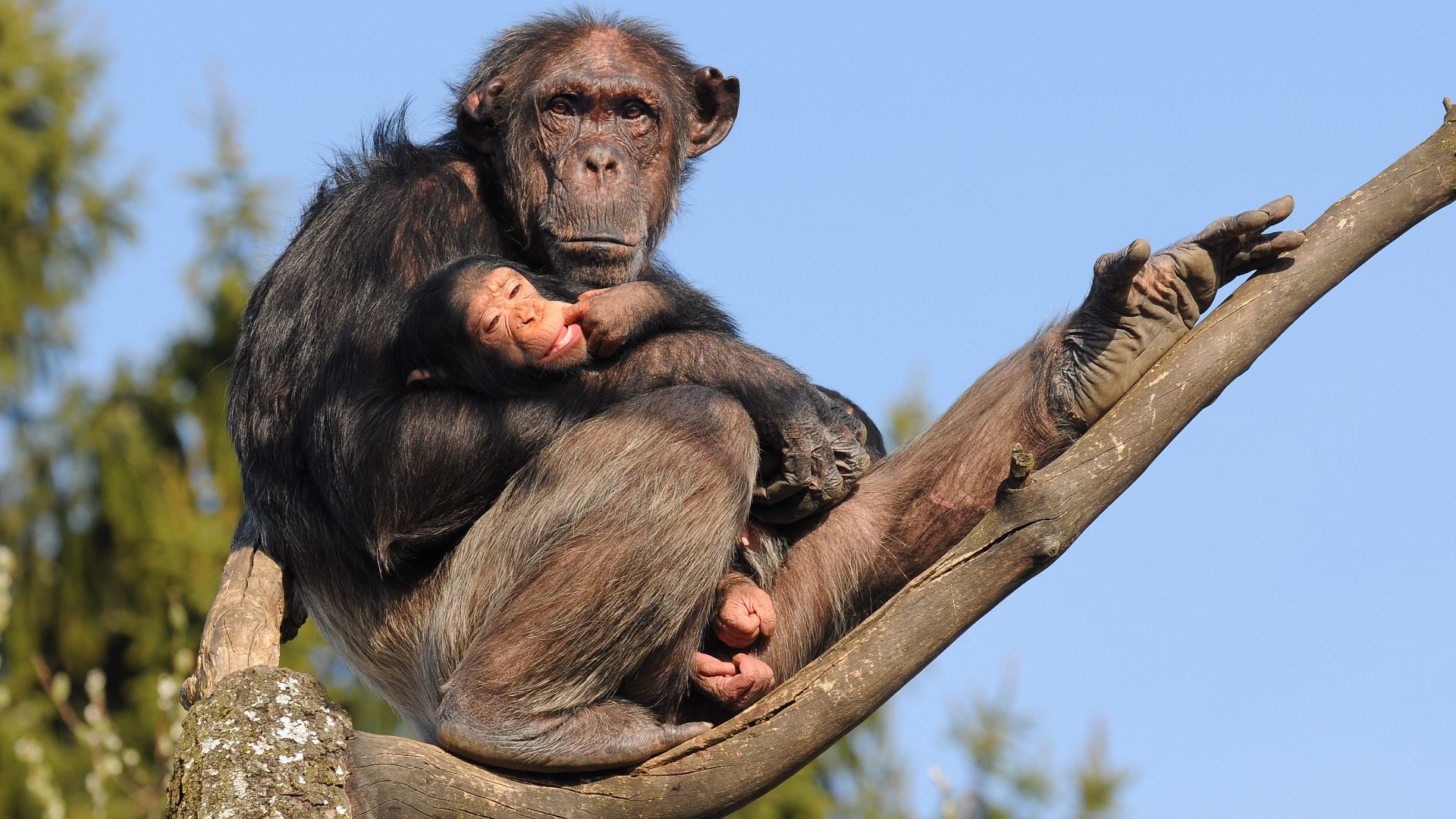 File:Schimpanse, Pan troglodytes 3.JPG