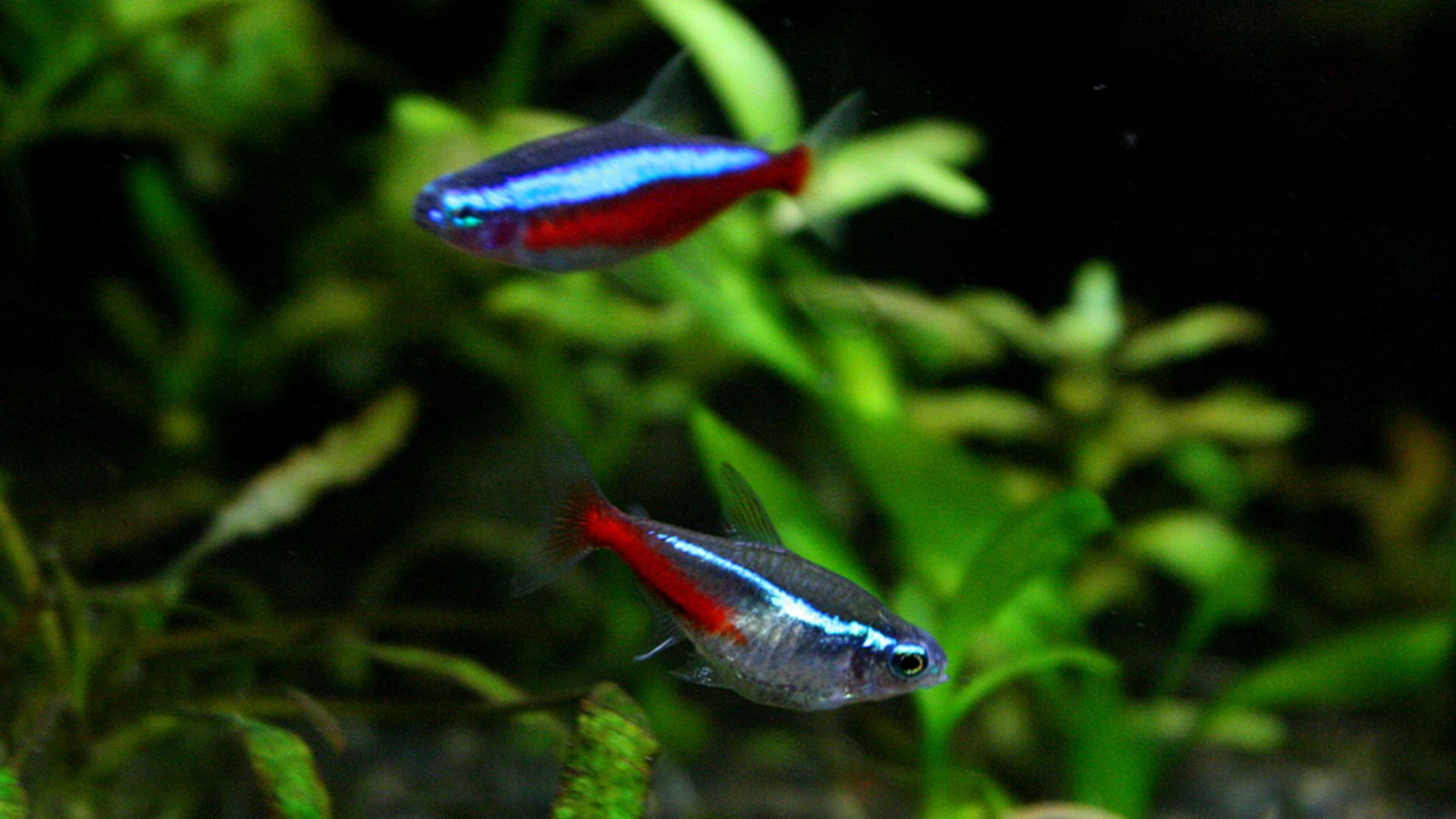 File:Cardinal tetra & neon tetra.jpg