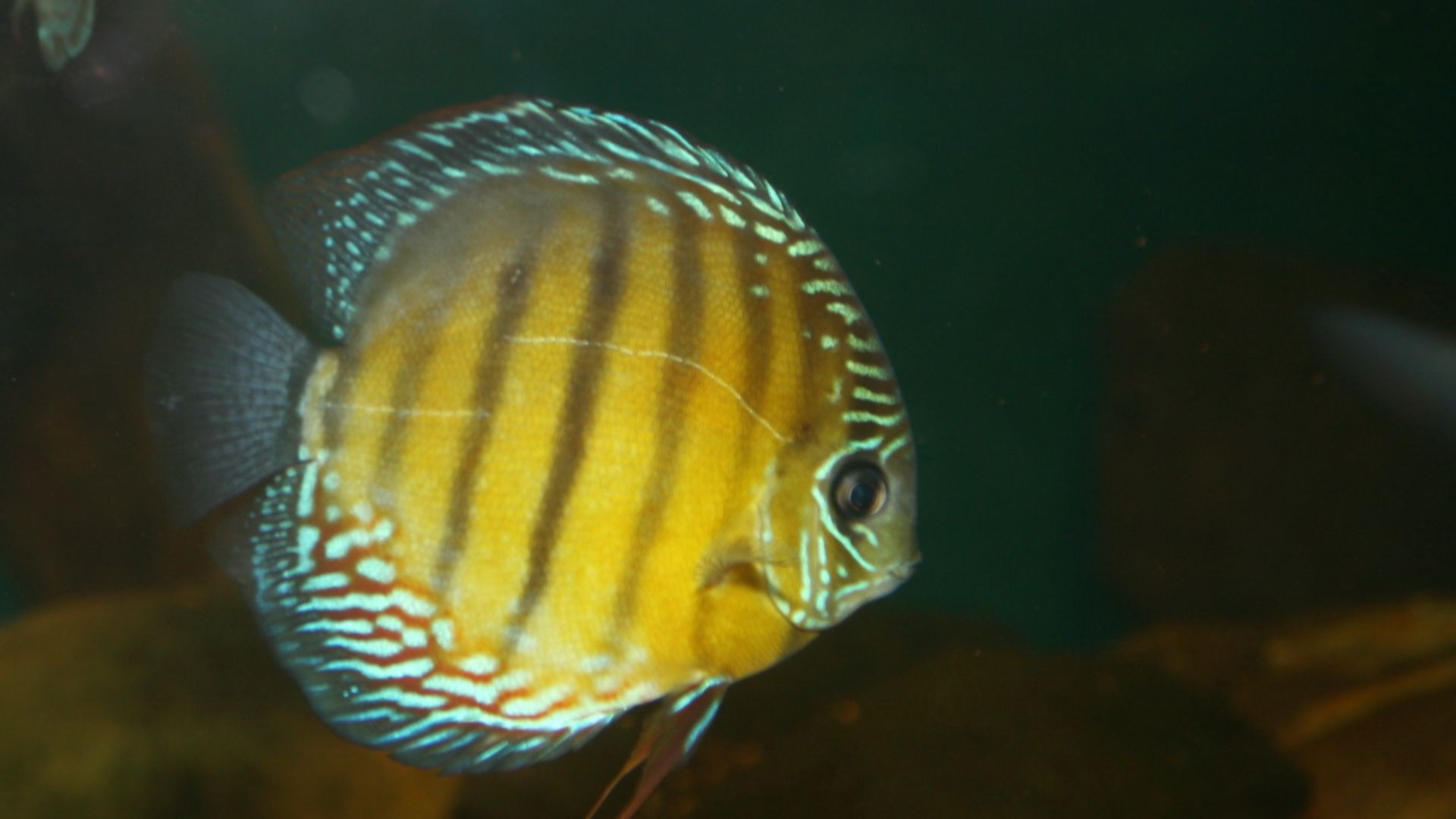 File:Discus (Symphysodon discus) (3149751218).jpg