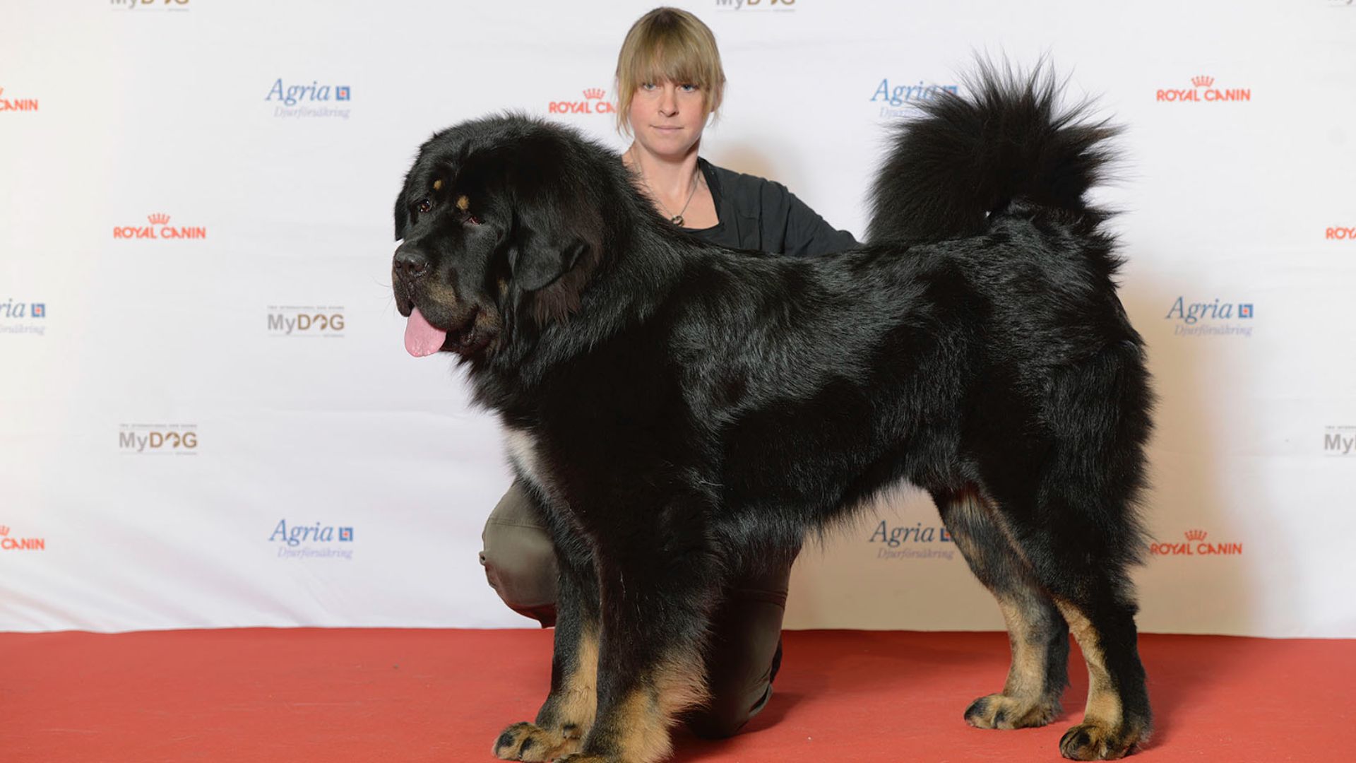 File:BIR Grupp 2- TIBETANSK MASTIFF, Legenda Tibeta Temudzhin (23938629470).jpg