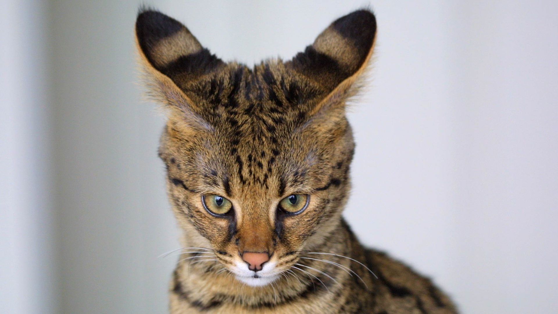File:Savannah Cat closeup.jpg