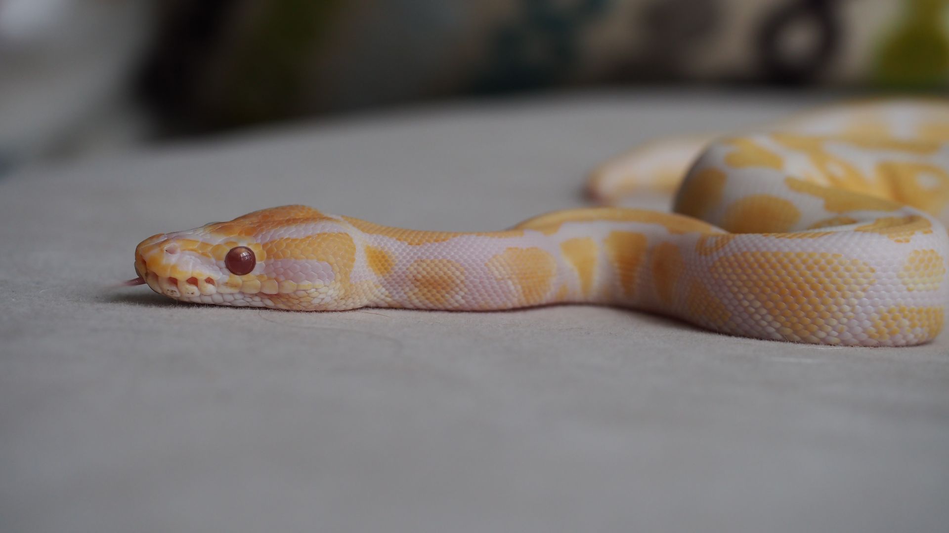 File:Lavender Albino Ball Python.JPG