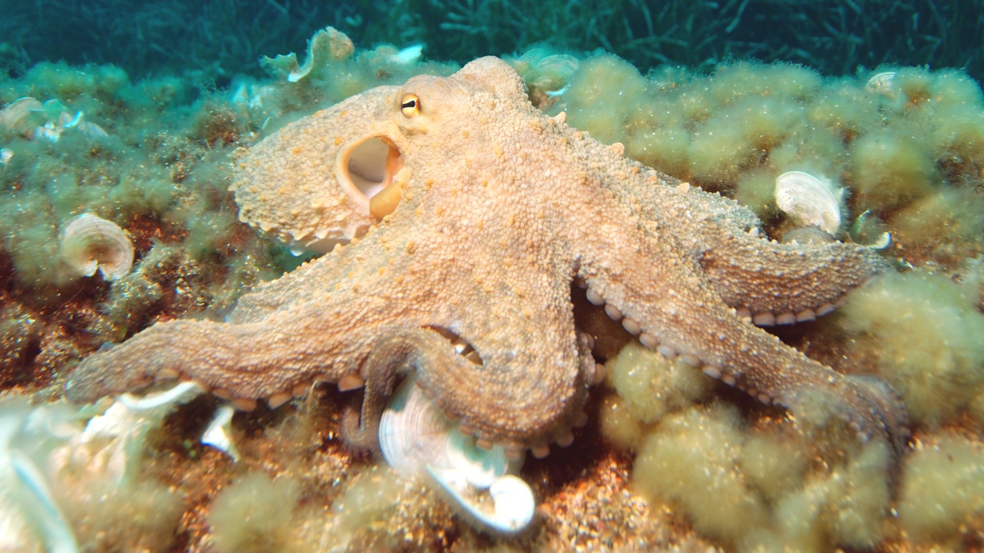 File:Octopus2.jpg