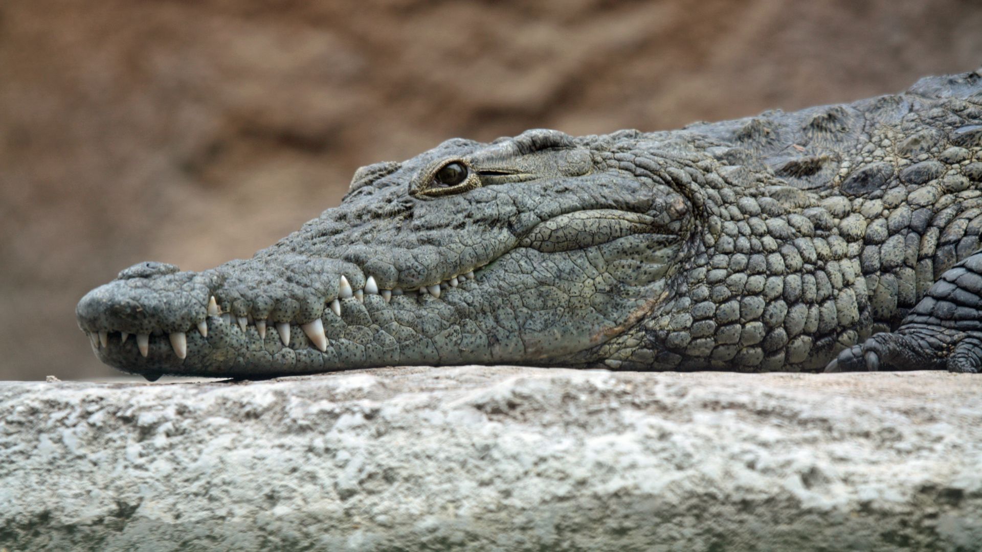 File:Nile crocodile head.jpg