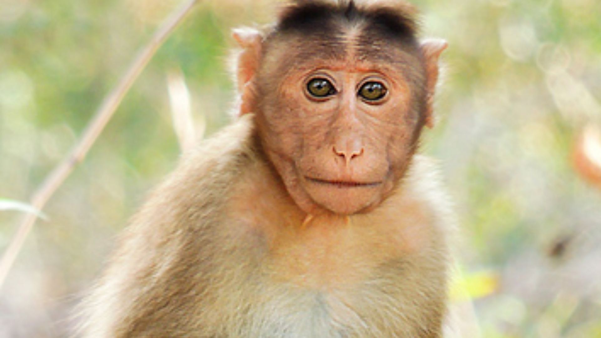 File:Bonnet macaque (Macaca radiata) Photograph By Shantanu Kuveskar.jpg
