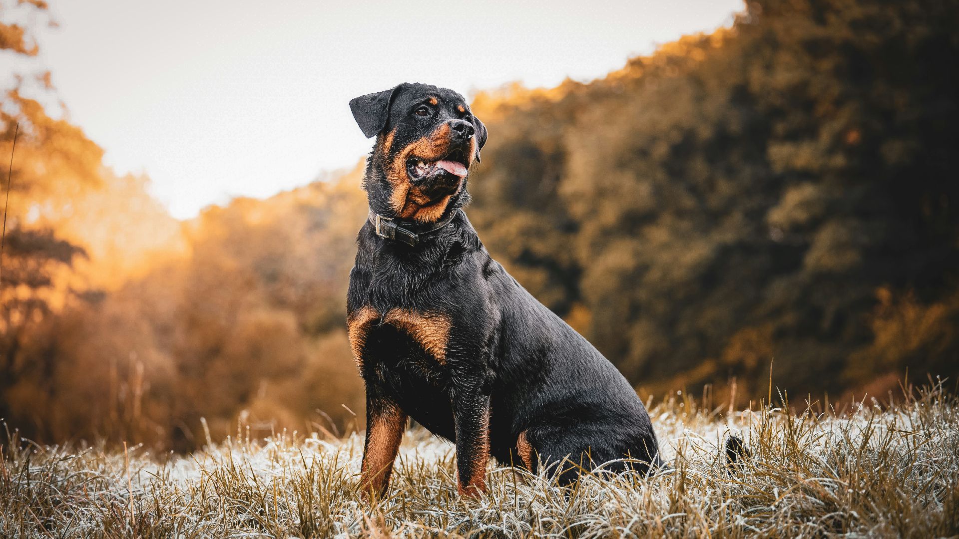 a dog standing in a field