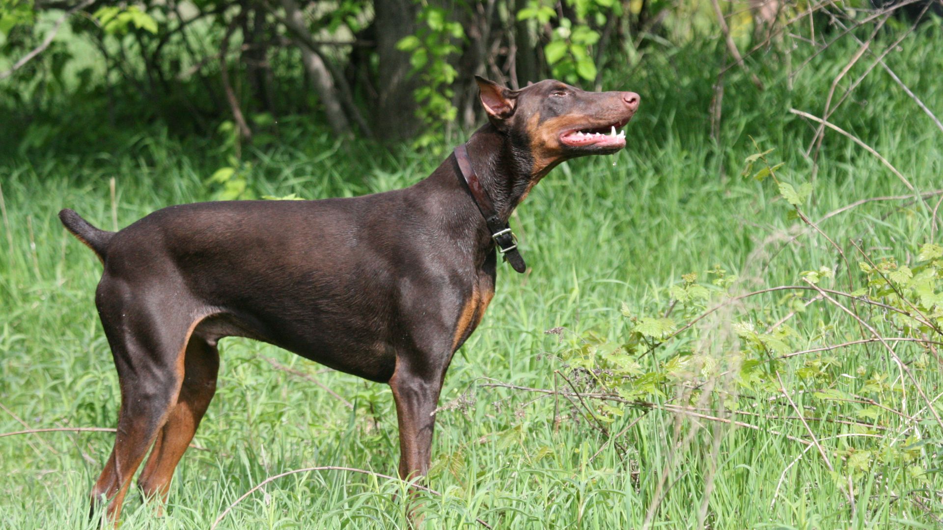 File:Doberman Pinscher red standing.jpg