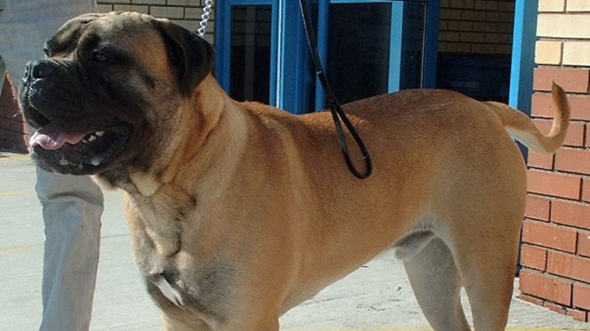 File:Dog Bullmastiff 600.jpg