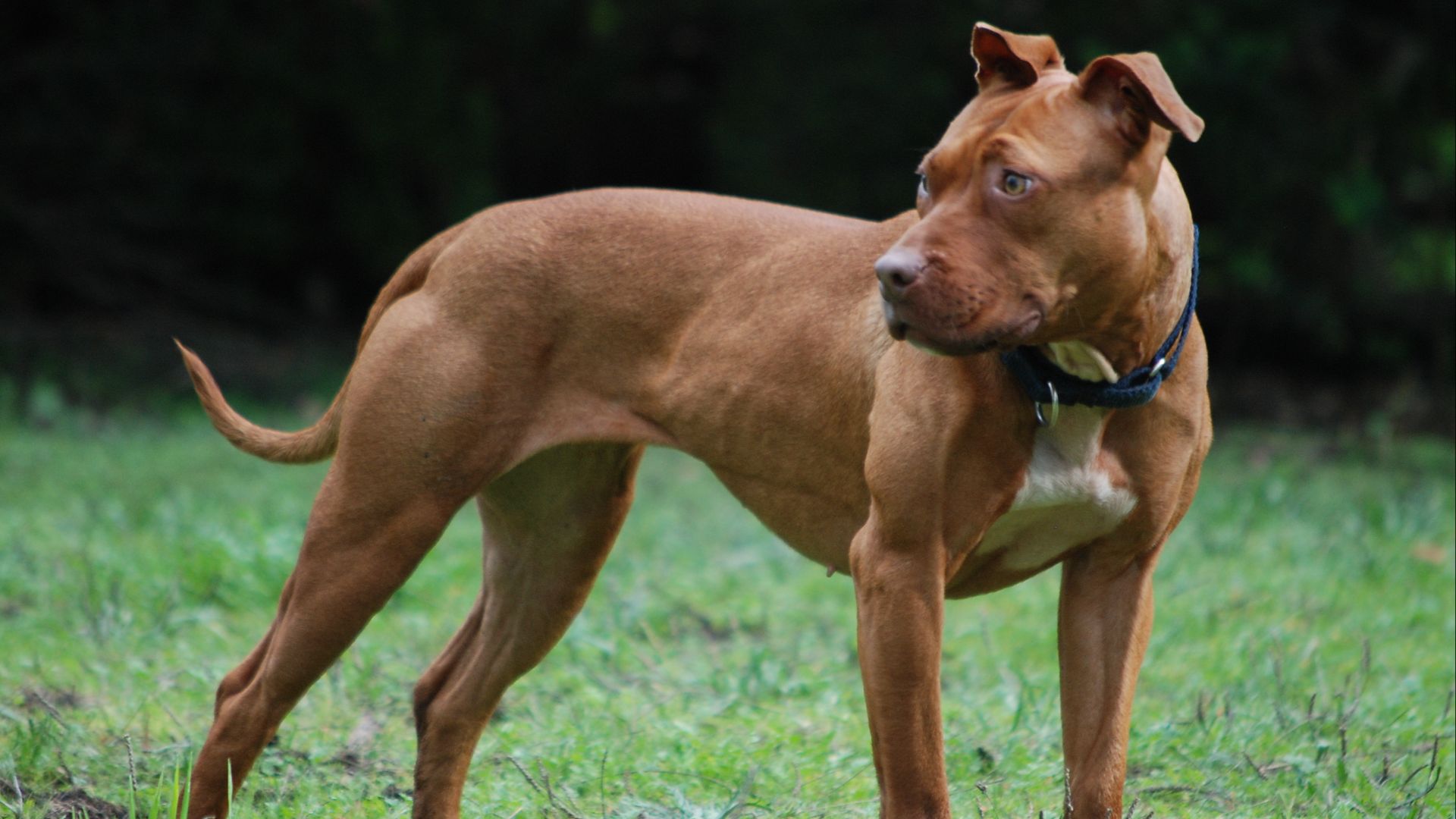 File:000 American Pit Bull Terrier.jpg