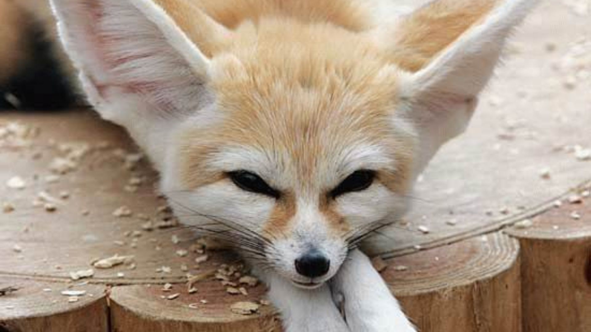 File:Fennec Fox.jpg