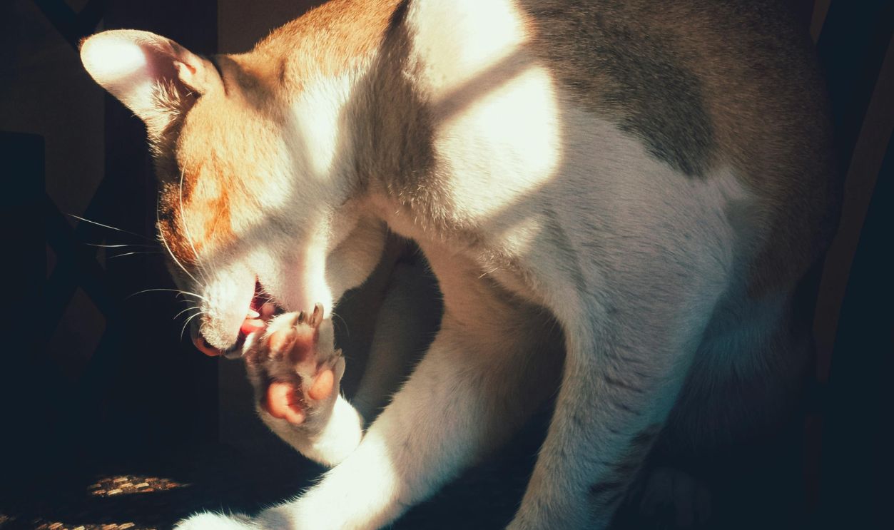 10 Common Cat Injuries - PetsAndPals