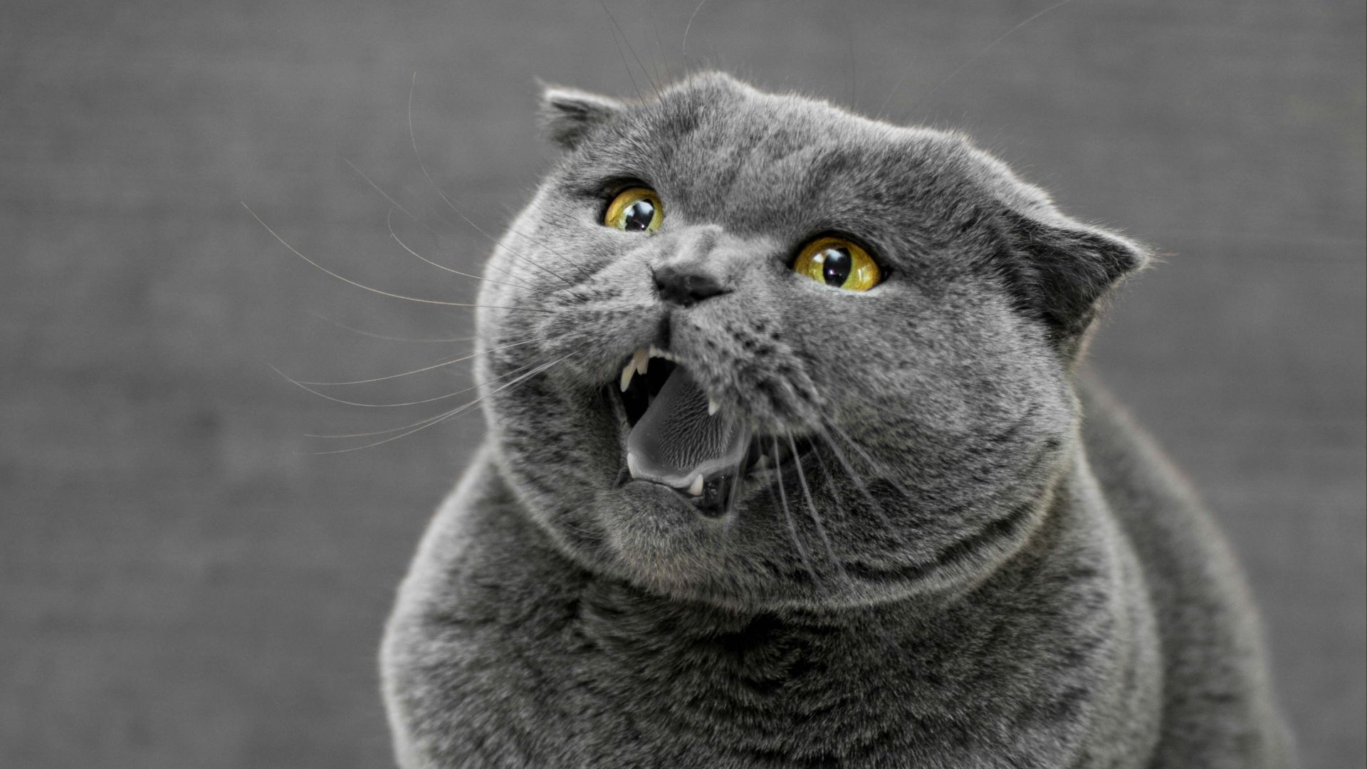 a cat with its mouth open