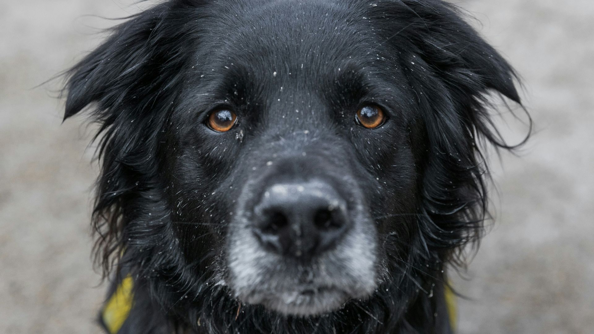 black labrador retriever with blue collar