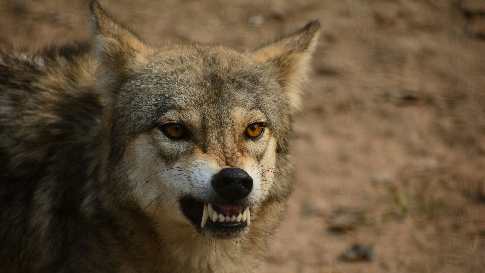 a close up of a wolf with its mouth open