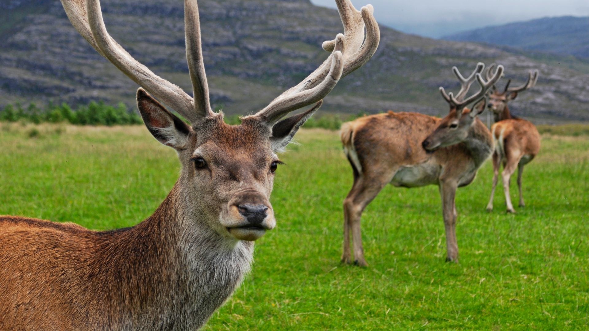 File:RedDeerStag.jpg