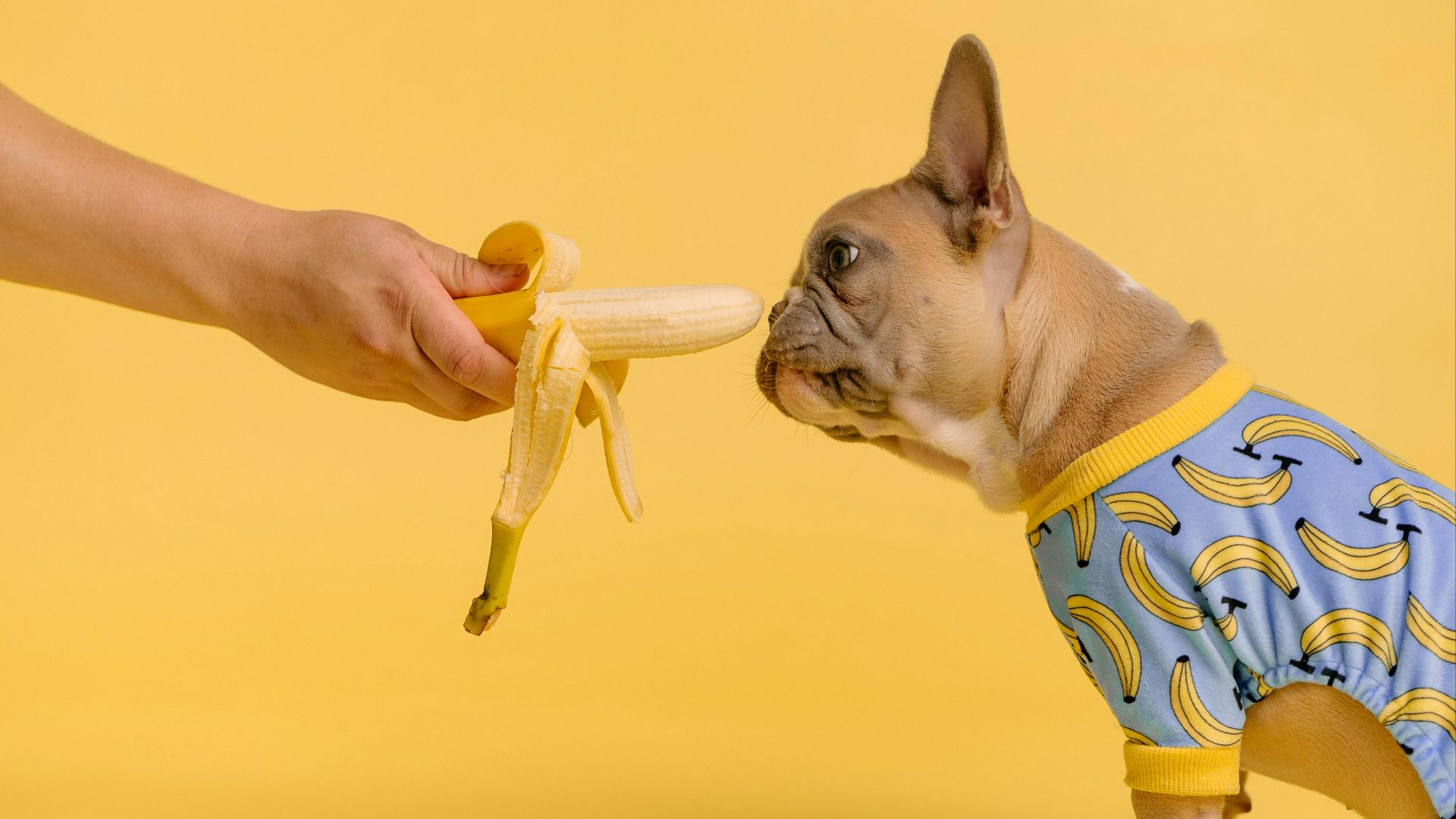 person holding yellow and white ice cream cone