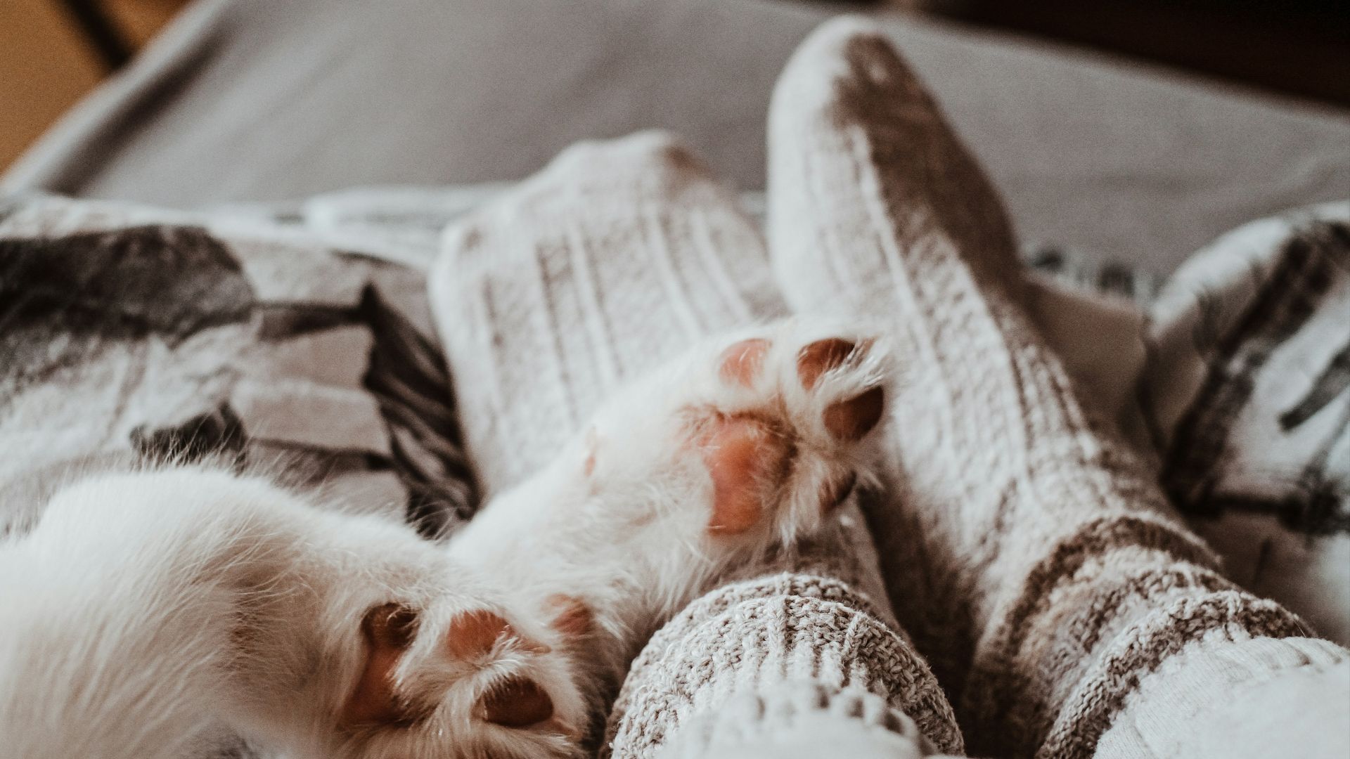 white long haired small sized dog lying on white and black textile
