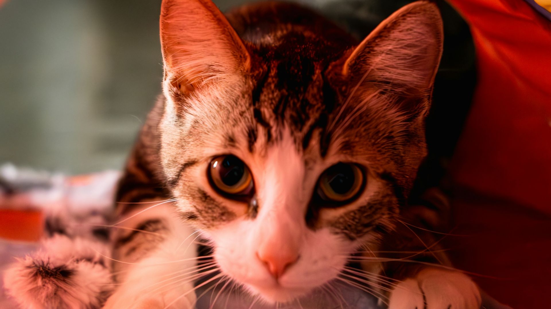a cat laying on top of a bed under a tent